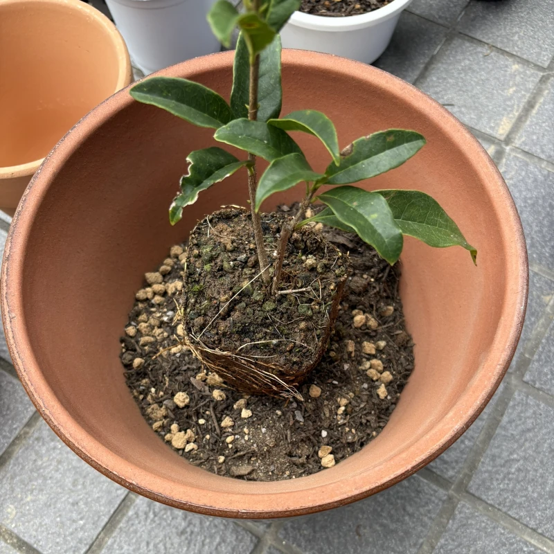 キンモクセイの根鉢を試しに置いてみます。